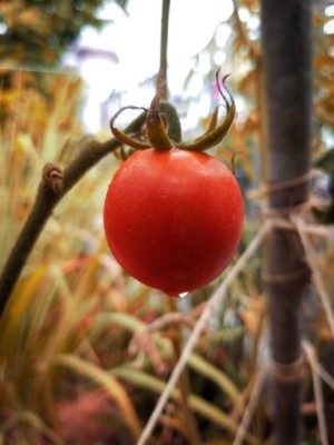 TANMAY FUN ZONE tomato Seed(30 per packet)