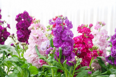 KANAYA Stock Matthiola F1 Hyybrid Flower Seed(10 per packet)