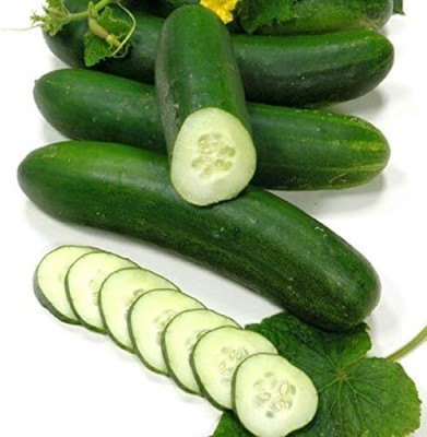 Qualtivate XXX-2A Cucumber Extra Early Heavy yields Seed(300 per packet)