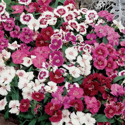 DIVINE DIOART®VG-Dahlia Single Mix Flower Seeds For Home Gardening (60 seeds Pack)-T-69 Seed(55 per packet)