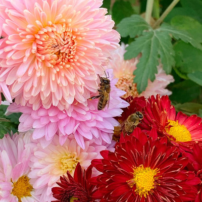 Aywal Aster Seed(10 per packet)