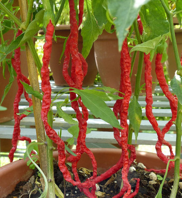 KNESSiN Thunder Mountain Longhorn Cayenne Heirloom Pepper Chilli Seed(200 per packet)