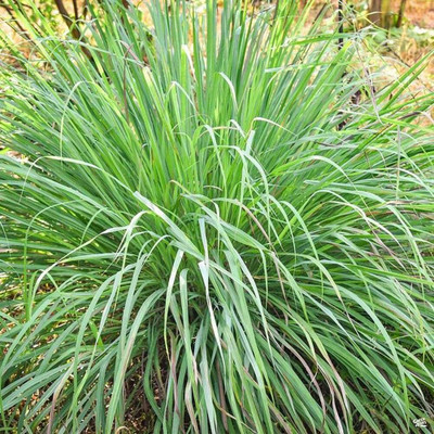 Aywal Lemon Grass Plant Seed(55 per packet)