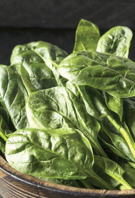 CYBEXIS Seeds of Vegetable Spinach Monnopa1000 Seeds Seed(1000 per packet)