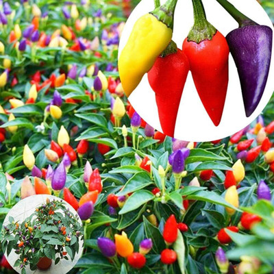KNESSiN Multicolor Pepper Chilli Seed(200 per packet)