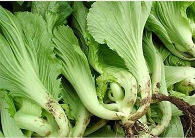 CYBEXIS LX-98 - GAI Choi Chinese Mustard Cabbage - (750 Seeds) Seed(750 per packet)