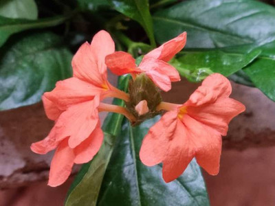 UGRA kanakambaram-firecracker-crossandra Seed(28 per packet)