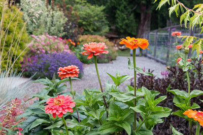 GREENSEA Zinnia Mixed Flower Seed(38 per packet)