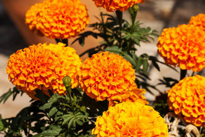 Quentova marigold/gende ka phool flower seeds Seed(25 per packet)