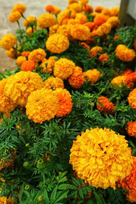 SHASHWAT CREATION marigold,gende ka phool seeds Seed(22 per packet)