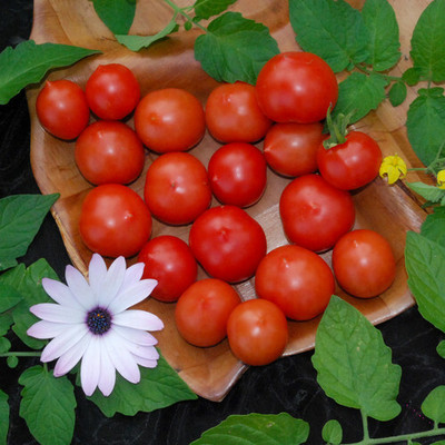 VRAKSHA Tomato Red टमाटर Seed(1500 per packet)