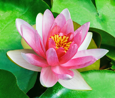 ginnienterpris lotus,kamal gatta Seed(14 per packet)