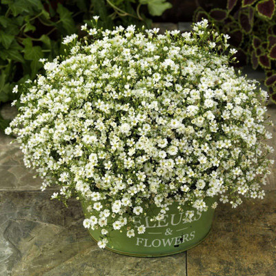 CYBEXIS Gypsophila White Seed(1 g)
