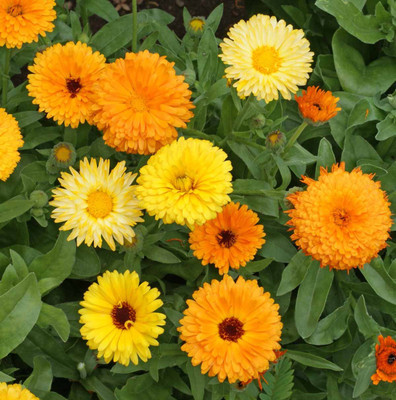 Lorvox Calendula mix Colour Flower Seed(50 per packet)