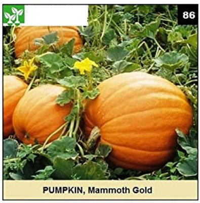 CYBEXIS MAMMOTH GOLD PUMPKIN200 Seeds Seed(200 per packet)