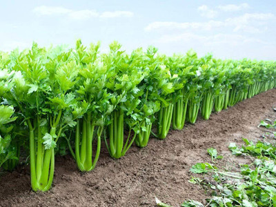 CYBEXIS XLR-74 - Green Leaf Stalk Celery Celeriac - (750 Seeds) Seed(750 per packet)
