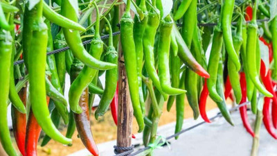 BDSresolve chilli seeds for planting Seed(111 per packet)
