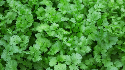ZIXA Coriander – Green Thunder Seed(250 per packet)
