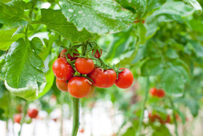 Kilson tomato Seed(140 per packet)