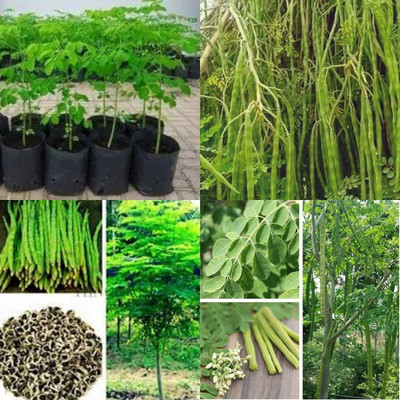 ibains Moringa seeds pkm 2 pack pack of 80 Seed(80 per packet)