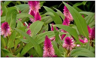 Qualtivate TLX-48 Celosia Foxtail Seeds Seed(50 per packet)