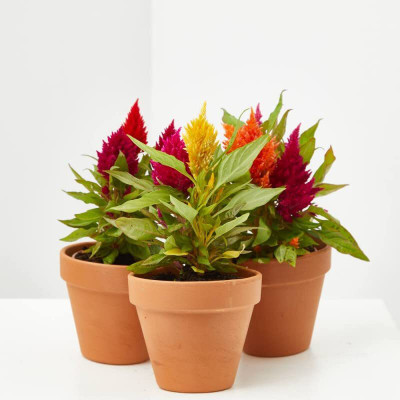 Aywal Celosia Pulmosa Flower -Mixed Color Flower Seed(70 per packet)