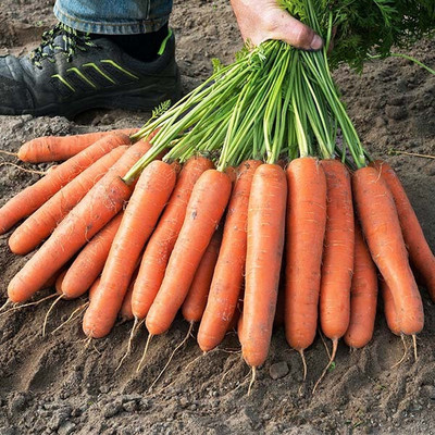 the green dotcom carrot seed Seed(255 per packet)