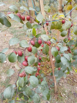KANAYA Apple Fruit Seed(7 per packet)