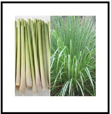 VibeX LX-13 - Lemon Grass (Hybrid) - (750 Seeds) Seed(750 per packet)