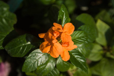 Greenry kanakambaram-firecracker-crossandra Seed(37 per packet)