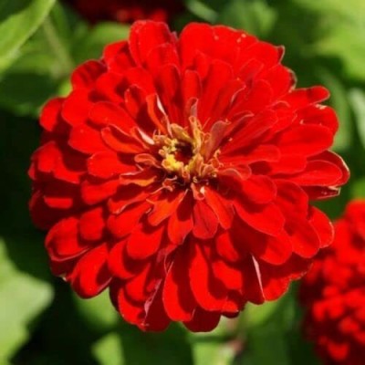CYBEXIS GUA-66 - Imported Scarlet Flame Red Zinnia Flower - (30 Seeds) Seed(30 per packet)