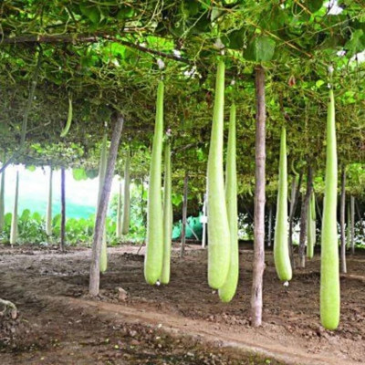 KNESSiN Extra Long Bottle Gourd (Lauki/Ghiya)-[25gm] Seed(100 per packet)