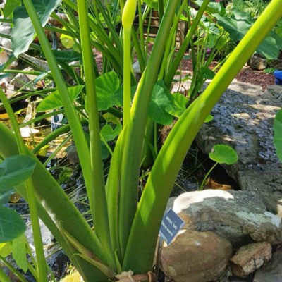 SREE Taro Root,Kachu Seed(3 per packet)