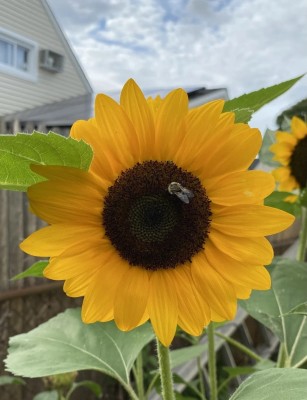 Sunway Sunflower Seeds for Gardening, Balcony Gardening, Planting Surajmukhi Seed(50 per packet)