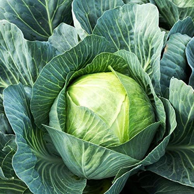 WILLVINE KGF -II Cabbage Late Green Heirloom [1g] Seed(300 per packet)