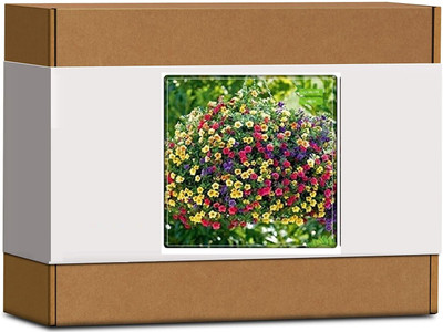 CYBEXIS Petunia-Star Flower Seeds100 Seeds Seed(100 per packet)