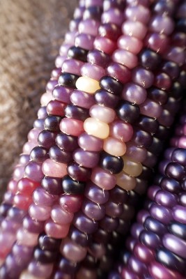 VibeX LXI-22 - Amethyst Dream Purple Glass Gem Corn - (250 Seeds) Seed(250 per packet)