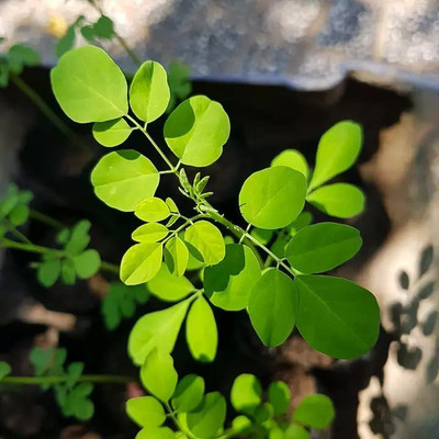 CYBEXIS GBPUT-10 - DRUMSTICK/SAJNA/MORINGA-PKM1 - (150 Seeds) Seed(150 per packet)