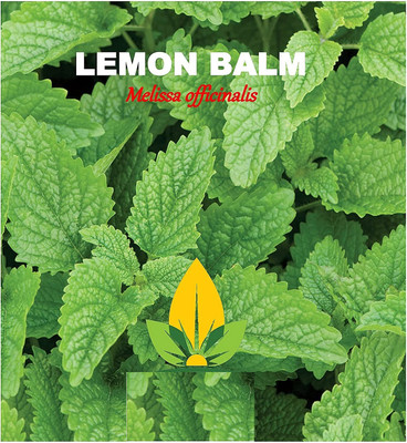 CYBEXIS HUA-82 - Lemon Balm Herb - (250 Seeds) Seed(250 per packet)
