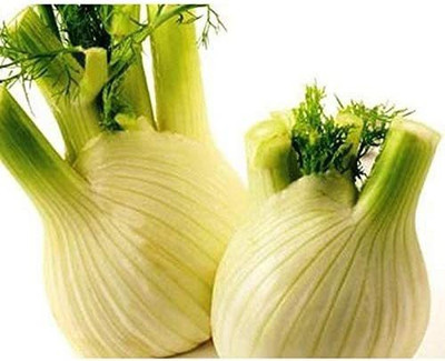 VibeX NDIR-68 - Common Fennel (Foeniculum vulgare) - (2250 Seeds) Seed(2250 per packet)