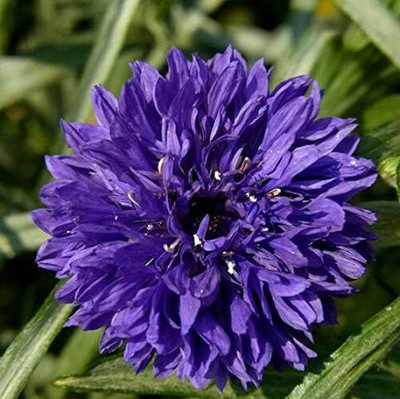 Qualtivate LX-136 Blossoming Chrysanthemum Seeds Seed(25 per packet)