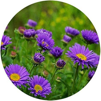 CYBEXIS TLX-24 - Dutch Chrysanthemum - (90 Seeds) Seed(90 per packet)
