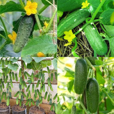 ibains Dosakaya seeds cucumber kakri seeds bij 25 Seed(25 per packet)