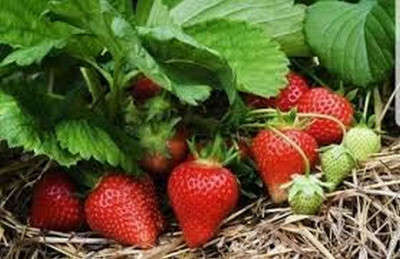 Aywal Strawberry Seed(70 per packet)