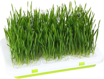 CYBEXIS VVI-4 - Organic Cat Grass - (7500 Seeds) Seed(7500 per packet)
