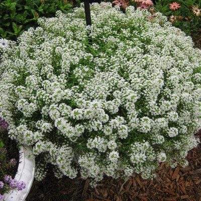 Lorvox Exotic sweet allysum Seed(80 per packet)