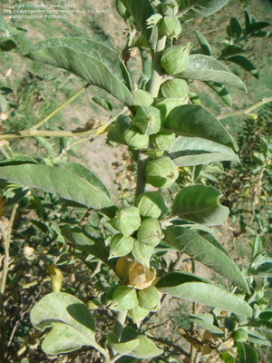 XOLDA Ashwagandha herbs Seed(33 per packet)