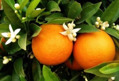 Lorvox Orange Tree Fruit Seeds Fruit Seed For Terrace Garden Seed(43 per packet)