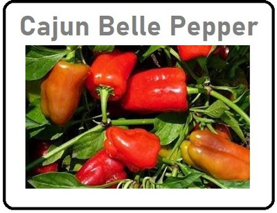 KNESSiN Organic Red Capsicum Seeds For Kitchen Gardening-(400 Seeds) Seed(400 per packet)