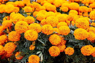 aprilia marigold,gende ka phool seeds Seed(21 per packet)